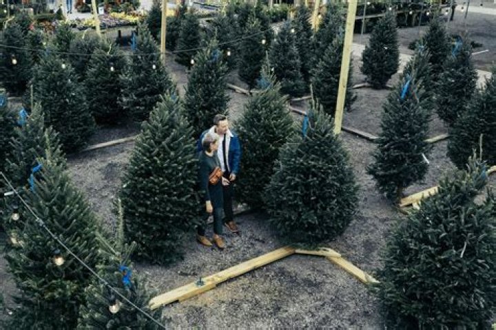 How big does a real Christmas tree have to be?