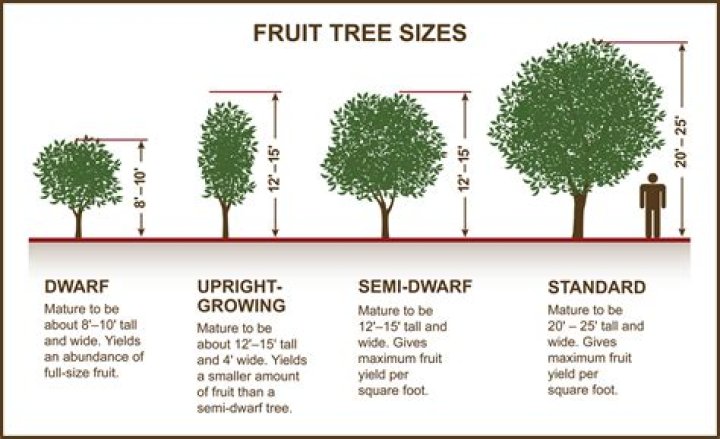 How big does a semi-dwarf lime tree get?