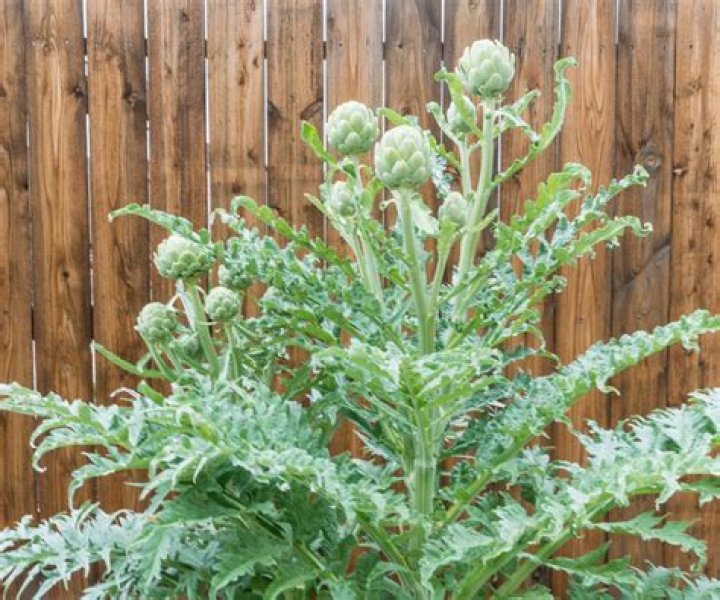 How big does an artichoke plant get?