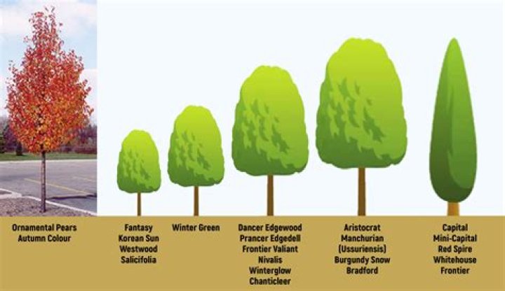 How big does an ornamental pear tree get?