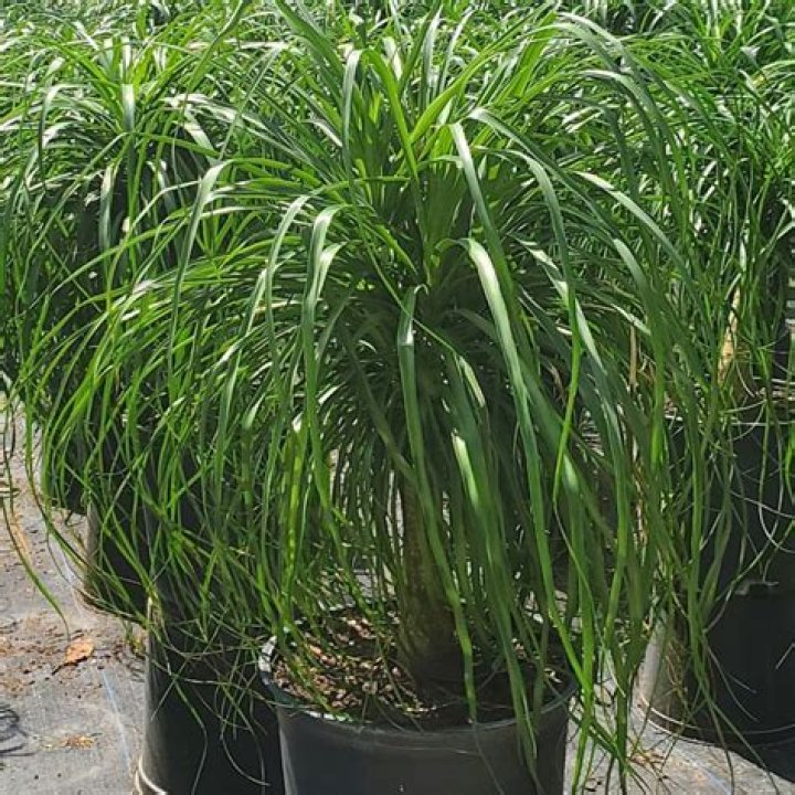 How big does the base of a ponytail palm get?