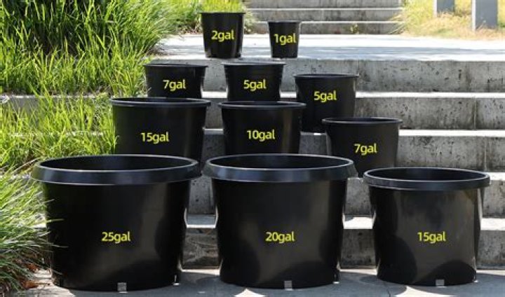 How big is a 5 gallon pot container?