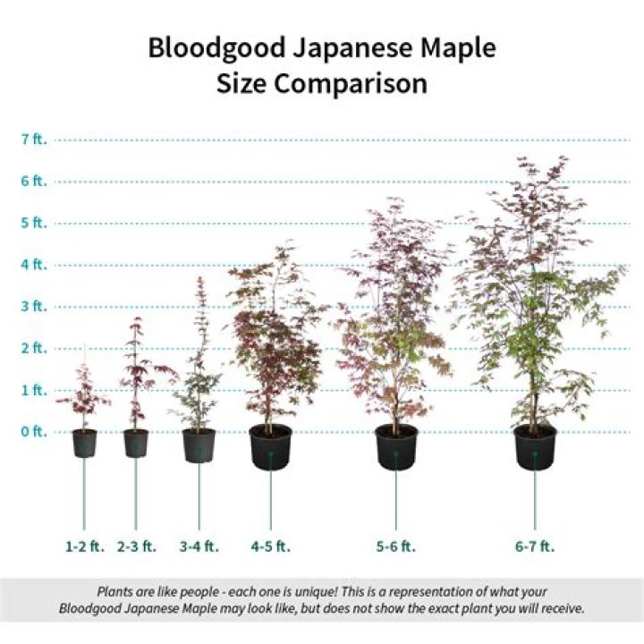 How big is a full grown Japanese maple?