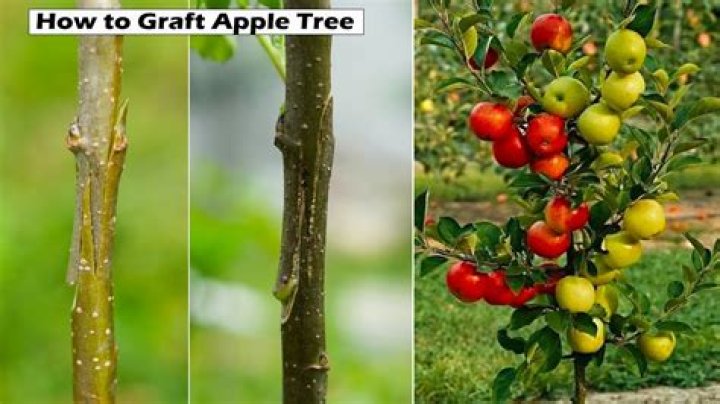 How big is a tree after 10 years?