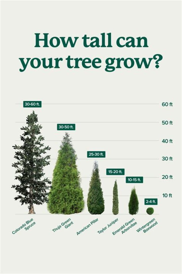 How big of a Christmas tree can you get in New Zealand?