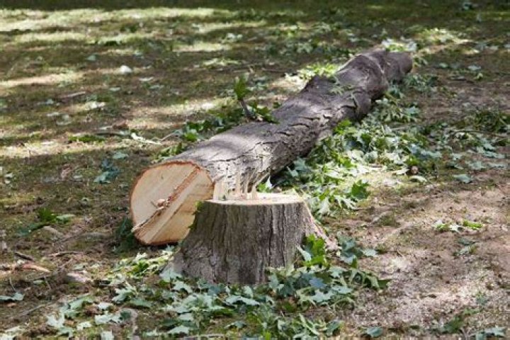 How big of a tree can be cut down?