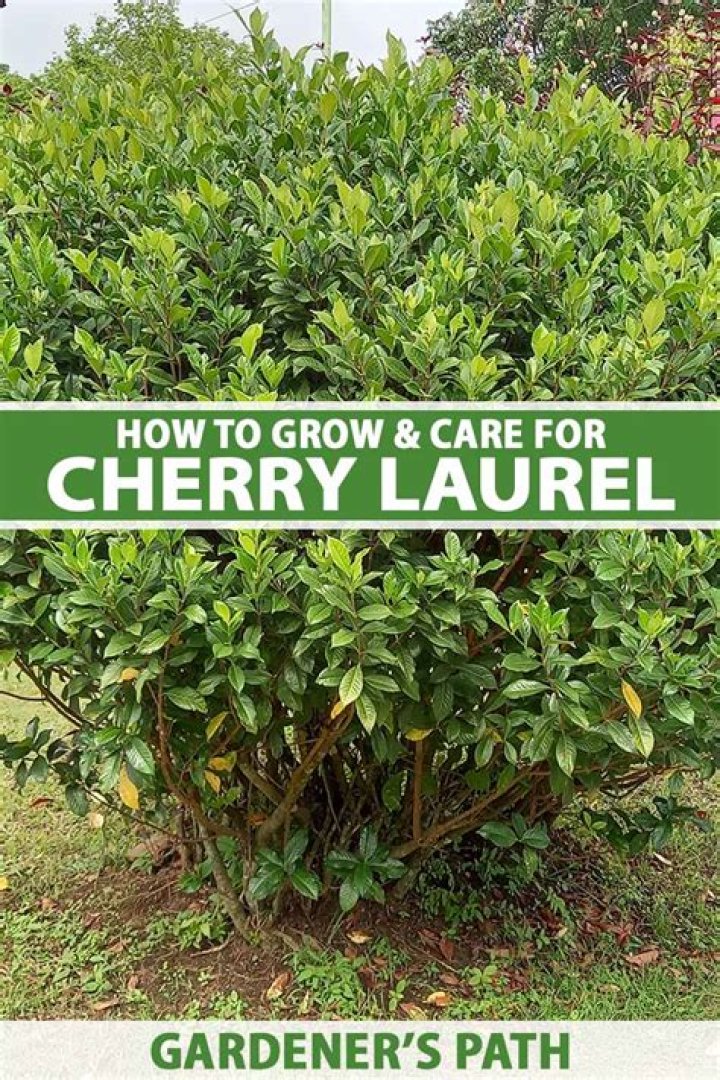 How big should rows of cherry laurels be?
