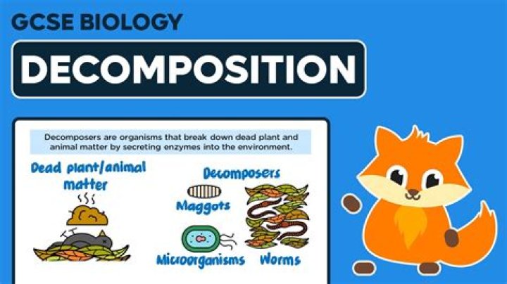 How can decomposers be helpful?