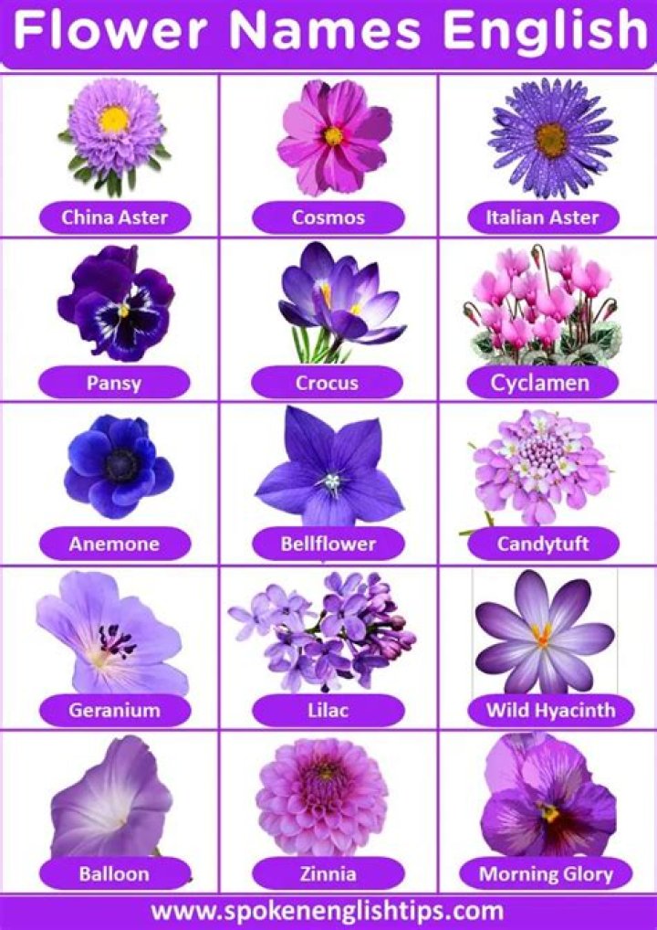 How can I find out the name of a flower?