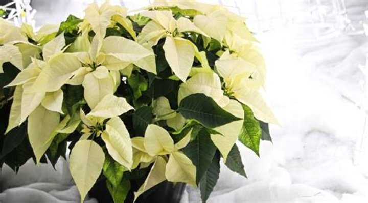 How can I get my poinsettia to turn red again?