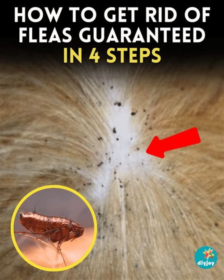 How can I get rid of fleas in my yard without killing the grass?