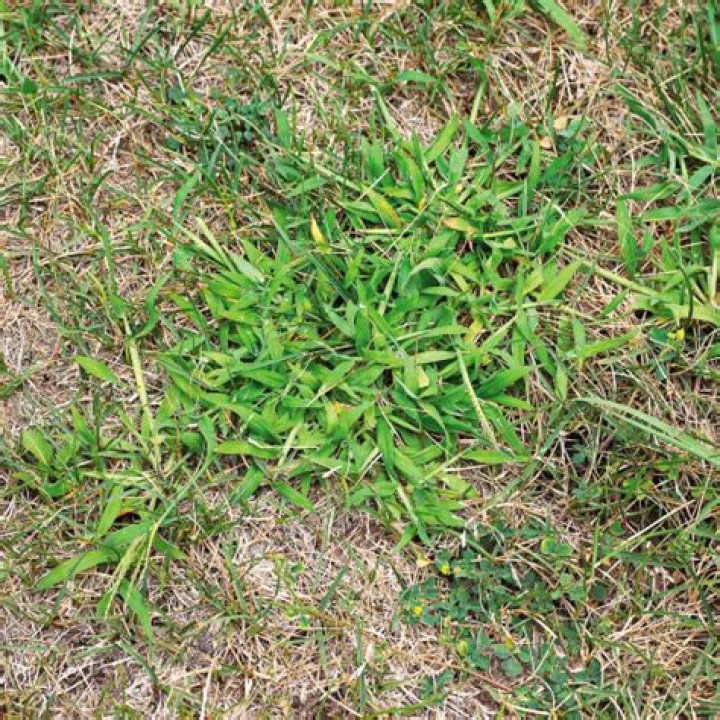 How can I get rid of weeds in my lawn without killing grass?
