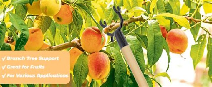 How can I help heavy fruit branches?