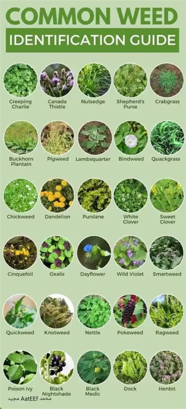 How can I identify my lawn plants?