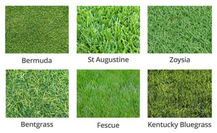 How can I identify the type of grass in my lawn?