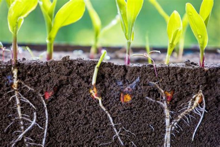 How can I make my grass roots grow deeper?