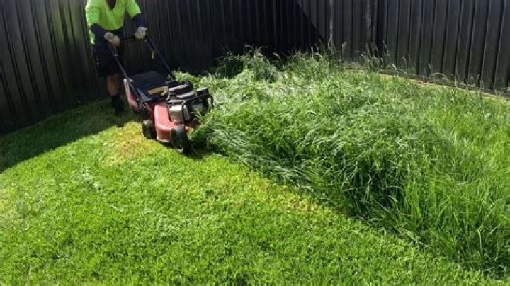How can I make my lawn more lush?