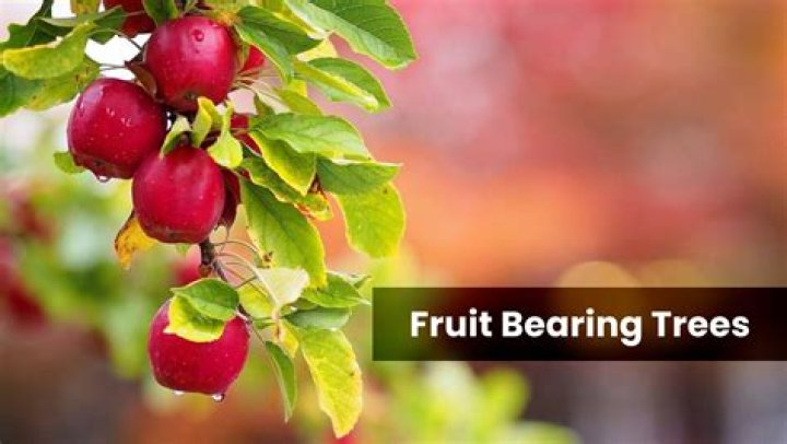 How can I prevent trees from bearing fruit?
