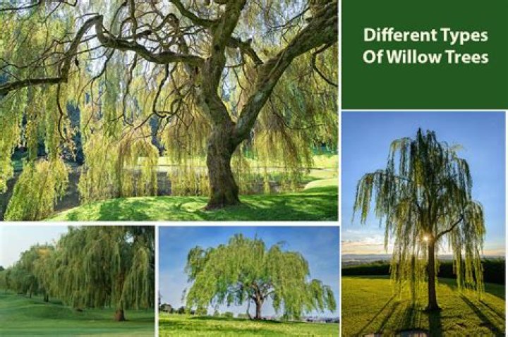 How can I tell what kind of willow tree I have?
