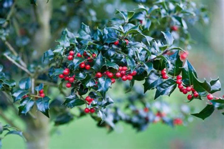 How can I tell what type of holly I have?
