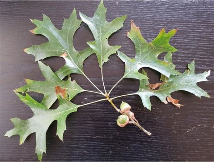 How can you tell a pin oak leaf?