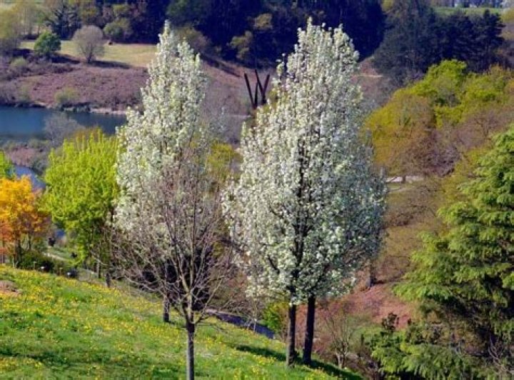 How can you tell an ornamental pear tree?