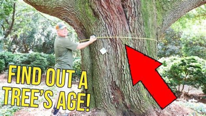 How can you tell how old a tree was?