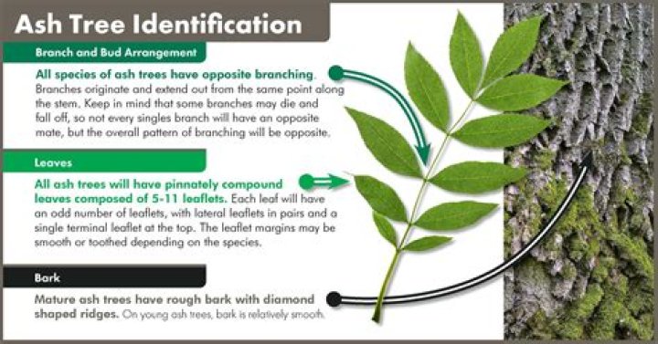 How can you tell if a ash tree has ash borer?