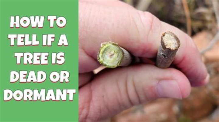 How can you tell if a cedar tree is dying?