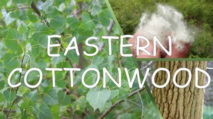 How can you tell if a cottonwood is dying?