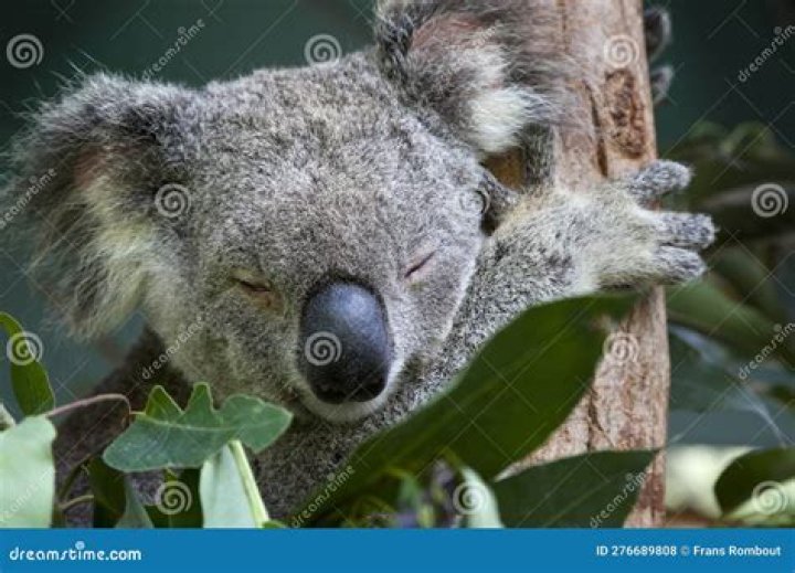 How can you tell if a eucalyptus tree is healthy?
