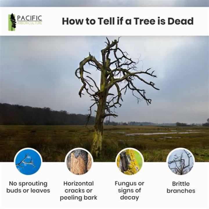 How can you tell if a tree has a problem?