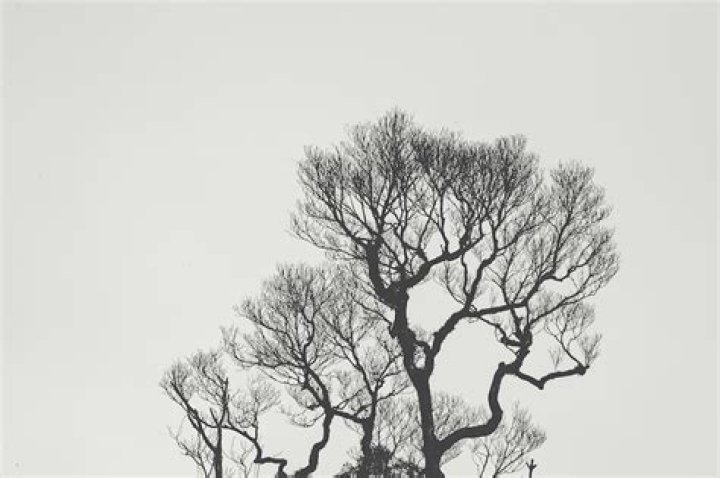 How can you tell if an oak tree is dying?