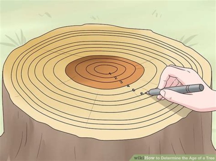 How can you tell the age of a tree?