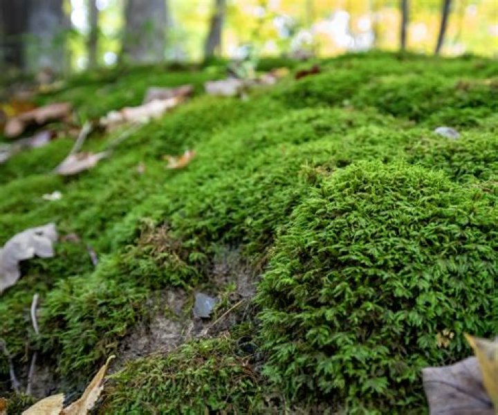 How can you tell the difference between moss and grass?