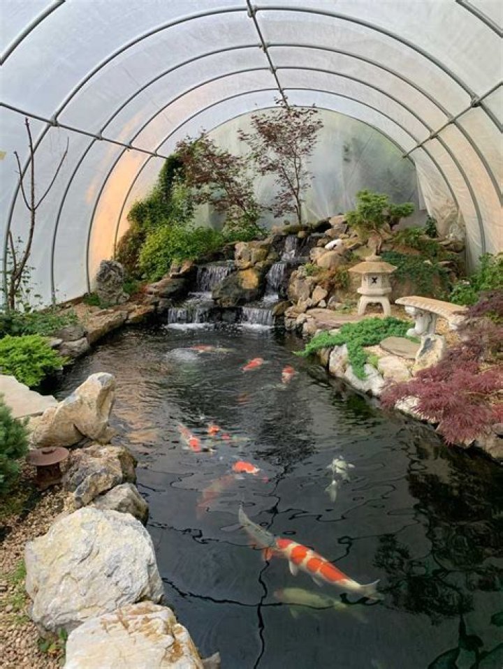 How close can a koi pond be to a house?
