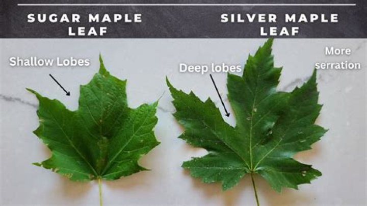 How close can a silver maple be to a house?