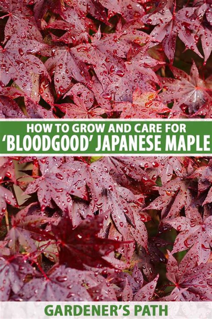How close can you plant a Bloodgood Japanese maple to your house?