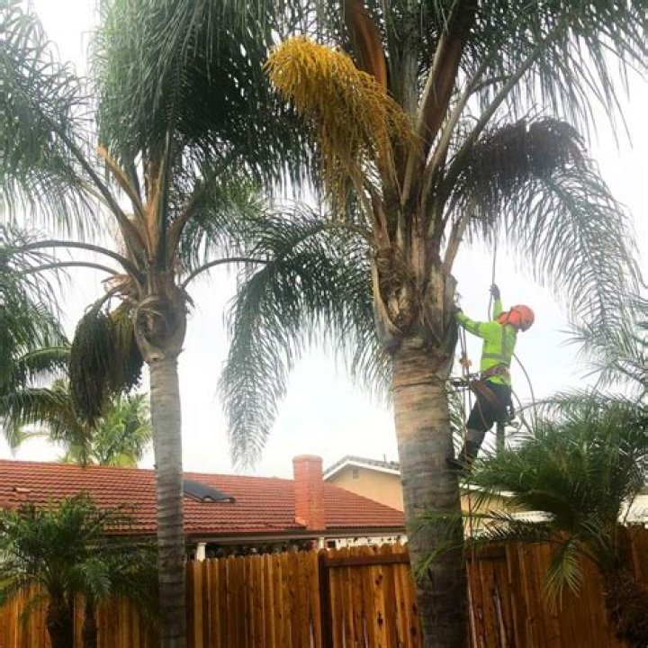 How close can you plant a queen palm to a house?