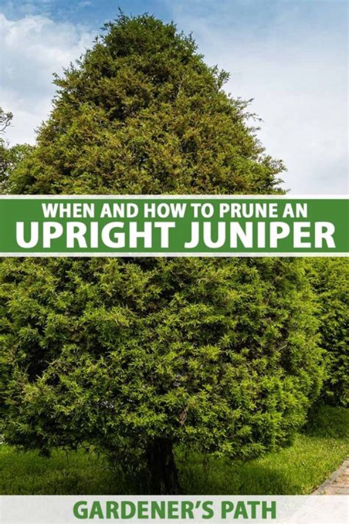 How close can you plant junipers?