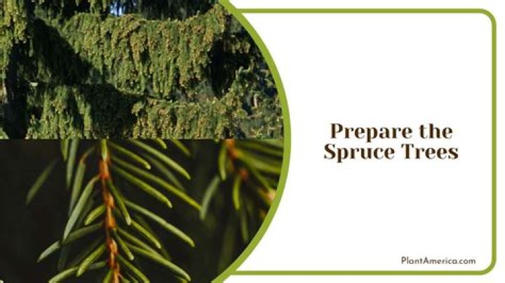 How close can you plant spruce trees?