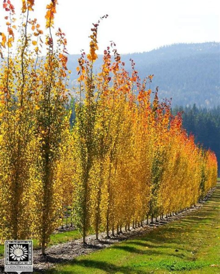 How close can you plant Swedish aspens?