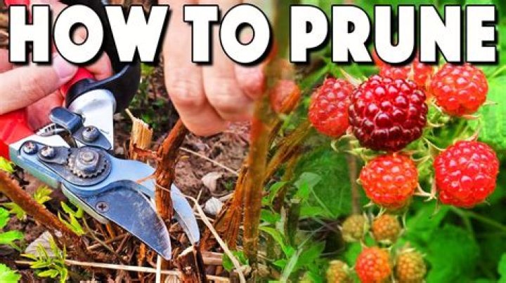 How cold can raspberry plants survive?