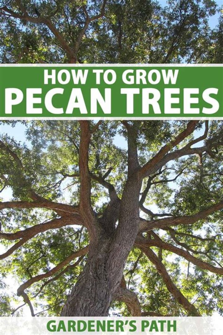 How deep do you plant a pecan tree?