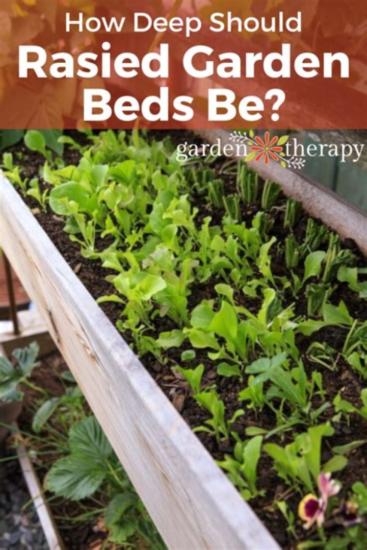 How deep should mums be planted?