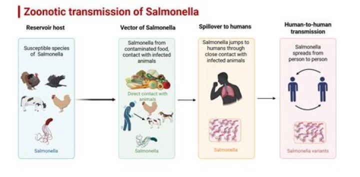 How did salmonella get into the ice cream?