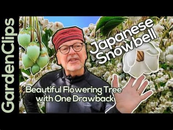 How did the Japanese snowbell tree get its name?
