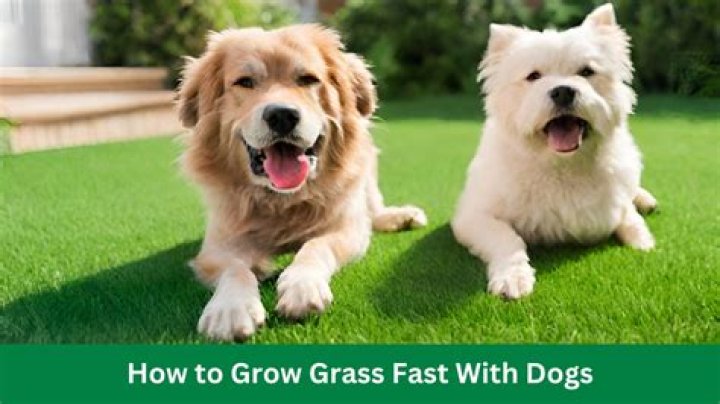 How do big dogs grow grass?