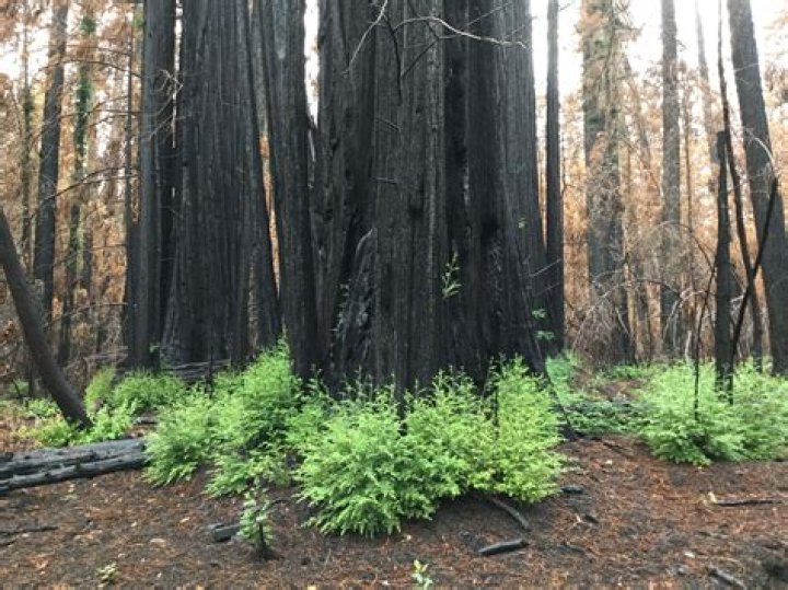 How do dawn redwoods reproduce?