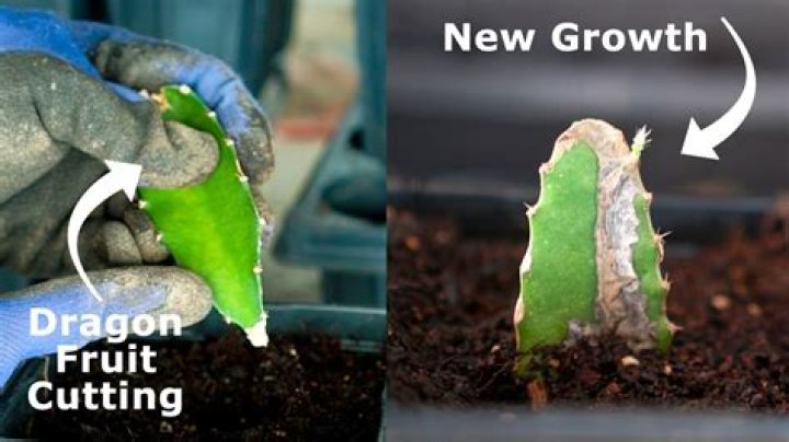 How do I bring my dragon plant back to life?